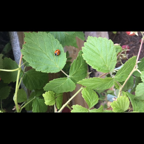 Profile Picture of Alexis Shofstall (@alexis_shof) on Poshmark