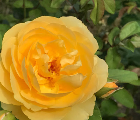 Profile Picture of Chloe Luzarraga (@chloeluzarraga) on Poshmark