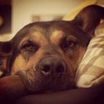 Profile Picture of Amy Peperina (@servicedog_amy) on Instagram