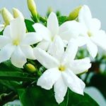 Profile Picture of shereen hussein (@shereen_hussein) on Instagram