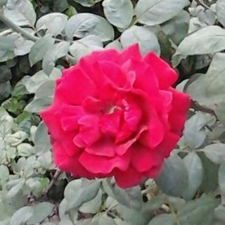 Profile Picture of Arpan Singh (@arpan.singh.982292) on Facebook