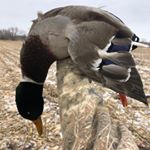 Profile Picture of Hunter Dillon & Isaac Caron (@big_time_outdoors_) on Instagram