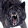 Profile Picture of Torres Jon (@JON*WOLF) on Flickr