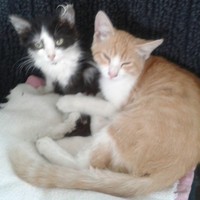 Profile Picture of David Rožić (@david-rožić) on Quora