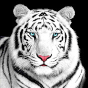Profile Picture of Ryan Shapiro (@ryanshapiro356) on Youtube