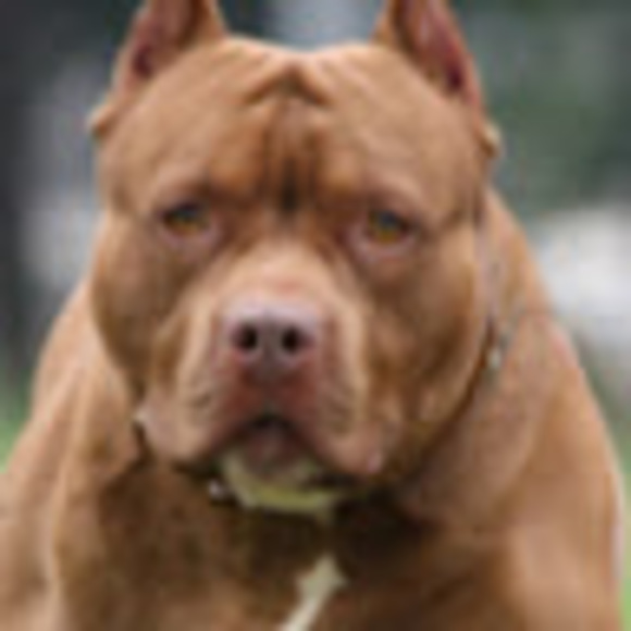 Profile Picture of Andrew Bradley (@afbradley044) on Poshmark