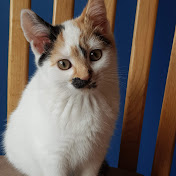 Profile Picture of Lynn Wilkinson (@lynnwilkinson8149) on Youtube