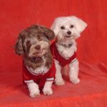 Profile Picture of Kris Julien (@bear_sabanjulien) on Instagram