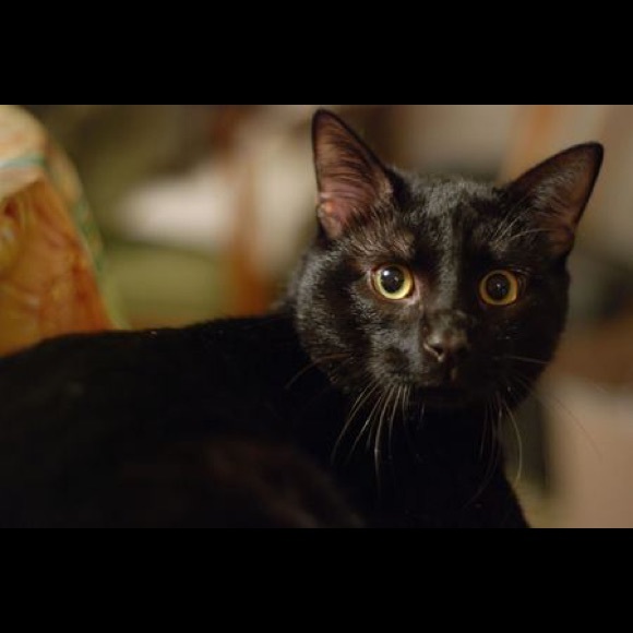 Profile Picture of Deb Corriera (@dc60) on Poshmark