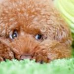 Profile Picture of Vicky Choi (@choihemis) on Instagram