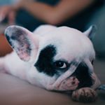 Profile Picture of Lil Wayne 🐳 Tang-Ho (@lilwaynethefrenchie) on Instagram