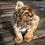 Profile Picture of Милота ☀️ (@milota_zoo) on Instagram