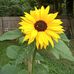 Profile Picture of Sean Gardener (@sean.gardener.773) on Facebook