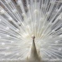 Profile Picture of Myrt Mainey (@myrt-mainey) on Quora