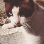 Profile Picture of Austin Keating (@simodesp) on Instagram