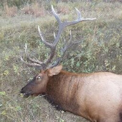 Profile Picture of Dan Mosley (@dmosley4) on Twitter