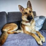 Profile Photo of Nellie (@nelliethegermanshepherd) on Instagram