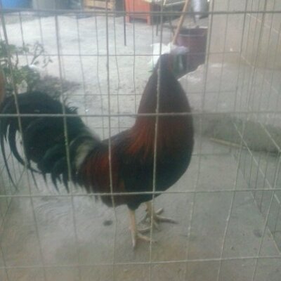 Profile Picture of Victor Vaca (@victorvaca659) on Twitter