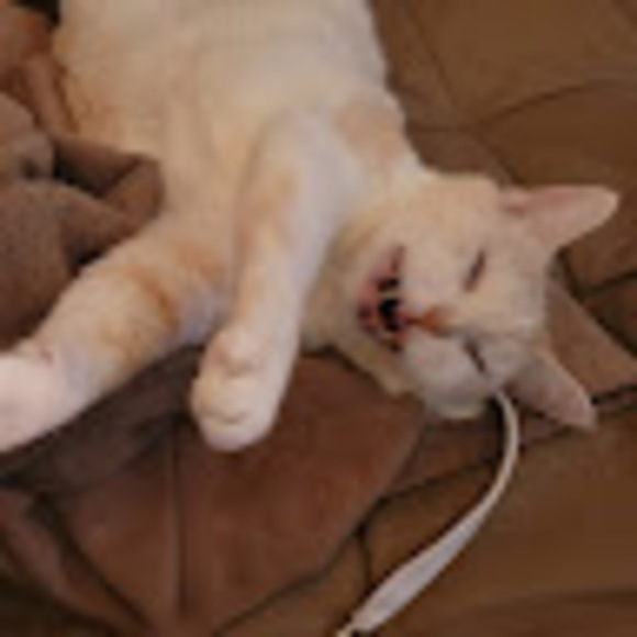 Profile Picture of Hayley Mahaney (@haymeows) on Poshmark