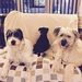 Profile Picture of Jean Manners (@jeanm0224) on Pinterest