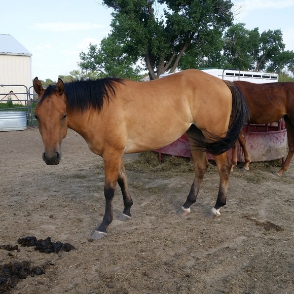 Profile Picture of Dayna Rivinius (@rivinius) on Poshmark