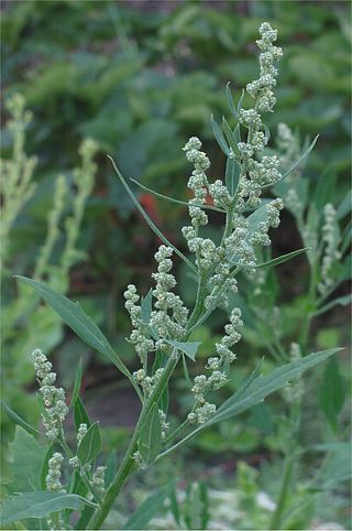Profile Picture of Chenopodium albumon Wikipedia