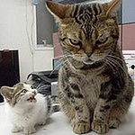 Profile Picture of CHI CHUNG LEE (@bobomove111) on Flickr