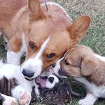 Profile Picture of Aimee Burmeister (@ateam_desert_corgis) on Instagram