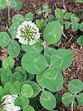 Trifolium repens - Wikipedia Profile Picture of Trifolium repenson Wikipedia