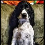 Profile Picture of David Freisinger (@fryguy327) on Instagram