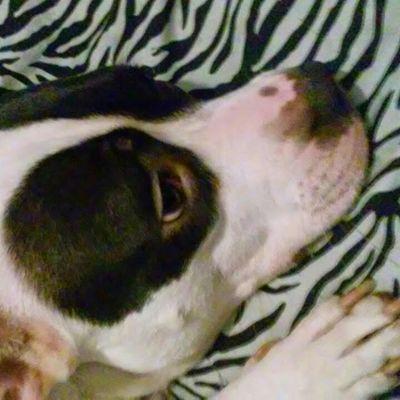 Profile Picture of Chloe Calvillo (@looneylunaus) on Twitter