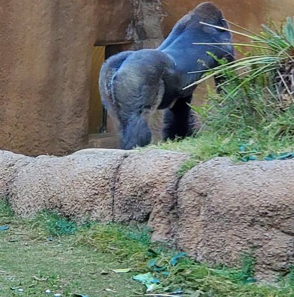 Profile Picture of James Chang (@jawnwe) on Poshmark