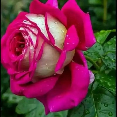 Profile Picture of Suresh (@SankuAsha) on Twitter