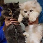 Profile Picture of Simon & Shareen (@shimon_sharoon) on Instagram