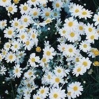 Profile Picture of Paige Heller (@paige-heller-4) on Quora
