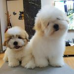 Profile Picture of 한국꼬똥켄넬(Since2002)010-8563-0779 (@fokolona) on Instagram