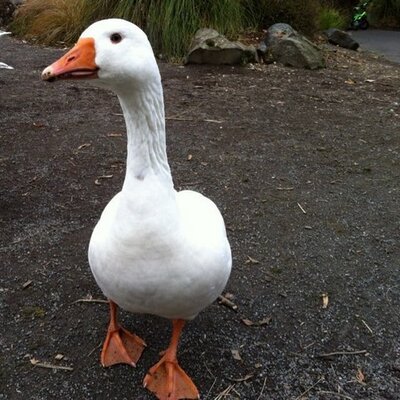 Profile Picture of Matt Ahlers (@mattymonz) on Twitter