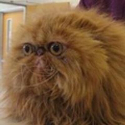 Profile Picture of Kevin Piette (@kipy_be) on Twitter