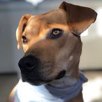 Profile Picture of Jake Houle💯 & Roxie Ann Houle💜 (@jake.roxie.dog) on Instagram