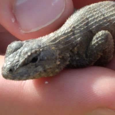 Collin Crooks - Twitter Profile Picture of Collin Crooks (@CrooksCollin) on Twitter