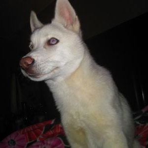 Profile Picture of Kyra Johnson (@7e938decea72439) on Twitter