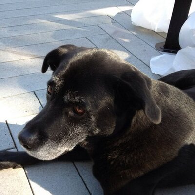 Profile Picture of Chris Colonna (@cbiscardi1) on Twitter