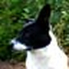 Profile Picture of pumpkinsquash (@pumpkinsquash) on Flickr