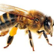 Profile Picture of Marc Blair (MarcBeeMan) (@marcblair7081) on Youtube