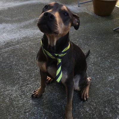 Profile Picture of Brent Stephens (@brentosaurops) on Twitter