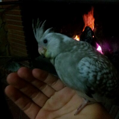 Profile Picture of Ivan Valdivia (@ivanvaldivia04) on Twitter