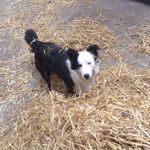 Profile Picture of Shane Cormac And Our Dog Blue (@threefutom) on Instagram