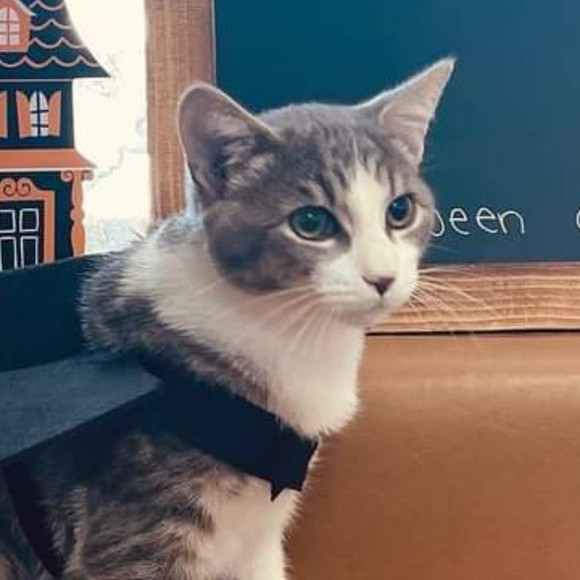 Profile Picture of Jennifer Chung (@jchung2255) on Poshmark