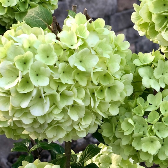 Profile Picture of Saltycarolina Saltycarolina (@saltycarolina) on Poshmark