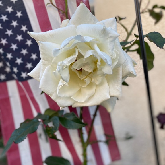 Profile Picture of Rhoda Dela rosa (@guccithebuchi) on Poshmark